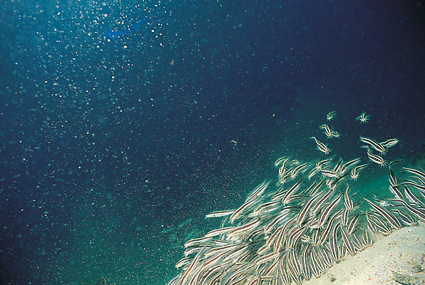 포토 JPG 주간 동물 바다 다수 여러마리 자연 어류 풍경 사람없음 야외 바닷속 해저 수중 바다동물 수중동물 생태계 솔종개 솔종개떼 수중사진 국내포토 자연요소 파일형식