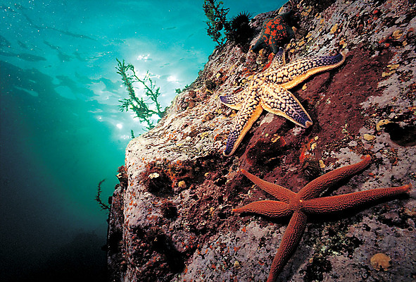 포토 JPG 주간 동물 바다 두마리 자연 불가사리 극피동물 풍경 사람없음 야외 바닷속 해저 수중 바다동물 수중동물 돌_바위 바위 생태계 수중사진 국내포토 자연요소 2 파일형식