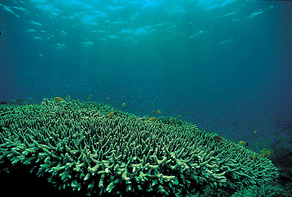 포토 JPG 주간 동물 바다 다수 여러마리 자연 어류 풍경 사람없음 야외 바닷속 해저 수중 바다동물 수중동물 산호 자포동물 산호초 생태계 테이블산호 수중사진 국내포토 자연요소 수중식물 파일형식