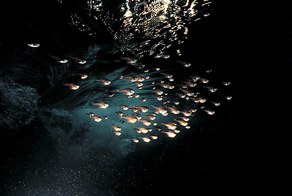 포토 JPG 동물 바다 다수 여러마리 자연 어류 풍경 사람없음 야외 바닷속 해저 수중 바다동물 수중동물 어둠 생태계 주걱턱고기 수중사진 국내포토 파일형식