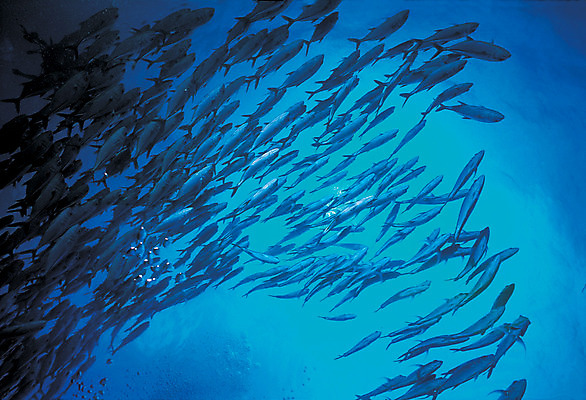 포토 JPG 주간 동물 바다 컬러 다수 여러마리 자연 어류 풍경 사람없음 야외 파란색 바닷속 해저 수중 바다동물 수중동물 생태계 수중사진 국내포토 자연요소 파일형식