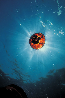 포토 JPG 주간 동물 한마리 바다 로우앵글 자연 생물 풍경 사람없음 야외 빛 햇빛 바닷속 해저 수중 바다동물 수중동물 자포동물 생태계 해파리 수중사진 국내포토 자연요소 1 뷰포인트 태양 파일형식