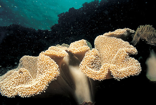 포토 JPG 주간 바다 자연 생물 풍경 사람없음 야외 바닷속 해저 수중 바다동물 수중동물 산호 자포동물 산호초 생태계 연산호 수중사진 국내포토 자연요소 동물 수중식물 파일형식