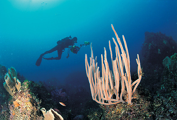 포토 JPG 동물 바다 자연 한명 풍경 바닷속 해저 수중 수영 바다동물 수중동물 돌_바위 바위 산호 자포동물 산호초 잠수부 잠수 생태계 스쿠버다이빙 스쿠버다이버 회초리산호 수중사진 국내포토 1 사람 수상스포츠 수중식물 전문직 파일형식