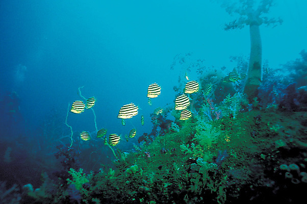 포토 JPG 주간 식물 동물 바다 여러마리 자연 어류 풍경 사람없음 야외 바닷속 해저 수중 바다동물 수중동물 해조류 열대어 생태계 범돔 수중사진 국내포토 자연요소 다수 해양식물 파일형식