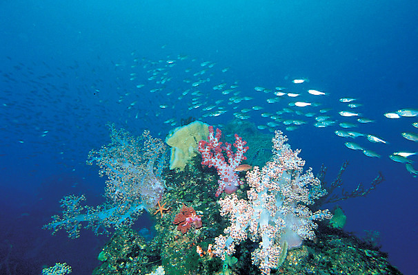 포토 JPG 주간 동물 바다 다수 여러마리 자연 어류 풍경 사람없음 야외 바닷속 해저 수중 바다동물 수중동물 산호 산호초 생태계 수중사진 국내포토 자연요소 수중식물 자포동물 파일형식