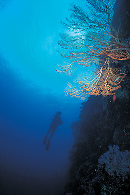 포토 JPG 주간 바다 자연 한명 풍경 야외 골짜기 바닷속 해저 수중 수영 바다동물 수중동물 절벽 돌_바위 바위 산호 산호초 잠수부 잠수 생태계 스쿠버다이빙 스쿠버다이버 해협 수중절벽 수중사진 국내포토 자연요소 동물 1 사람 수상스포츠 수중식물 자포동물 전문직 파일형식