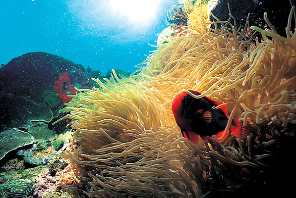 포토 JPG 주간 동물 한마리 야생동물 바다 자연 어류 풍경 사람없음 야외 바닷속 해저 수중 바다동물 수중동물 돌_바위 바위 열대어 생태계 말미잘 크라운피쉬 수중사진 국내포토 자연요소 1 자포동물 파일형식