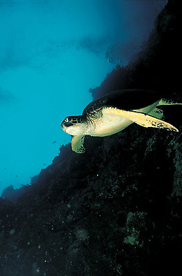 포토 JPG 주간 동물 한마리 야생동물 바다 로우앵글 파충류 자연 풍경 사람없음 야외 바닷속 해저 수중 수영 바다동물 수중동물 돌_바위 바위 거북이 생태계 수중사진 국내포토 자연요소 1 뷰포인트 수상스포츠 파일형식