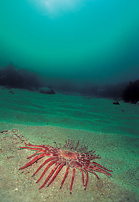 포토 JPG 주간 동물 한마리 모래 바다 컬러 자연 불가사리 극피동물 바닥 풍경 사람없음 야외 바닷속 해저 수중 바다동물 생태계 청록색 해바라기불가사리 수중사진 국내포토 자연요소 1 수중동물 파일형식