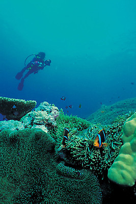 포토 JPG 동물 바다 여러마리 자연 어류 한명 풍경 바닷속 해저 수중 수영 수중동물 산호 산호초 잠수부 열대어 잠수 생태계 스쿠버다이빙 스쿠버다이버 두동가리돔 수중사진 국내포토 1 다수 사람 수상스포츠 수중식물 자포동물 전문직 파일형식