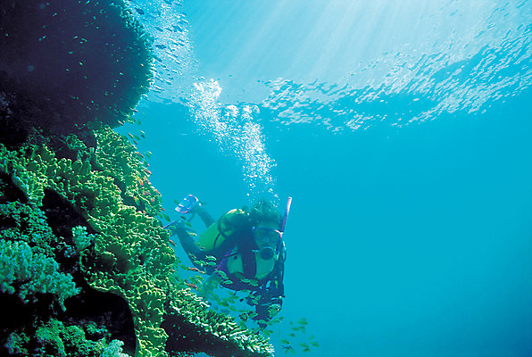 포토 JPG 주간 바다 컬러 자연 한명 풍경 야외 파란색 바닷속 해저 수중 수영 거품 물방울 산호 산호초 잠수부 잠수 생태계 스쿠버다이빙 스쿠버다이버 물기포 수중사진 국내포토 자연요소 1 사람 수상스포츠 수중식물 자포동물 전문직 파일형식