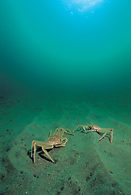 포토 JPG 주간 동물 모래 바다 두마리 자연 바닥 갑각류 풍경 사람없음 야외 바닷속 해저 수중 바다동물 수중동물 꽃게 게 생태계 대게 수중사진 국내포토 자연요소 2 파일형식