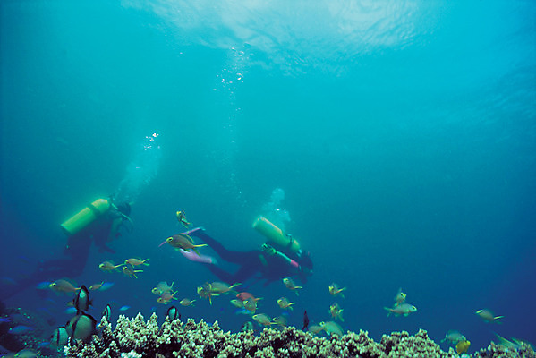 포토 JPG 주간 동물 바다 컬러 다수 여러마리 자연 어류 풍경 야외 두명 바닷속 해저 수중 수영 바다동물 수중동물 산호 산호초 잠수부 잠수 생태계 스쿠버다이빙 청록색 스쿠버다이버 수중사진 국내포토 자연요소 사람 수상스포츠 수중식물 자포동물 전문직 파일형식