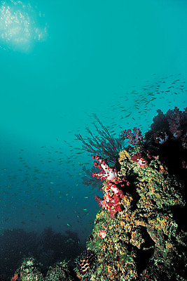 포토 JPG 주간 바다 컬러 다수 여러마리 자연 어류 풍경 사람없음 야외 바닷속 해저 수중 바다동물 수중동물 산호 산호초 생태계 청록색 성게 연산호 수중사진 국내포토 자연요소 동물 극피동물 수중식물 자포동물 파일형식