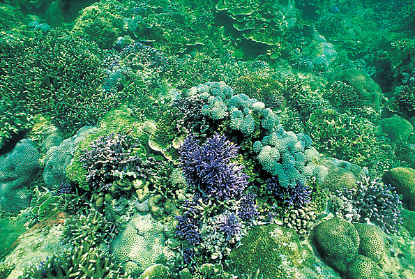 포토 JPG 주간 바다 컬러 배경화면 백그라운드 자연 풍경 사람없음 야외 초록색 바닷속 해저 수중 바다동물 수중동물 산호 산호초 생태계 수중사진 국내포토 자연요소 동물 수중식물 자포동물 파일형식