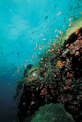 포토 JPG 주간 동물 바다 다수 여러마리 자연 어류 풍경 사람없음 야외 바닷속 해저 수중 바다동물 수중동물 돌_바위 바위 산호 생태계 요정물고기 수중사진 국내포토 자연요소 자포동물 파일형식