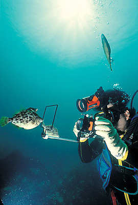 포토 JPG 주간 동물 바다 자연 세마리 어류 한명 야외 빛 햇빛 카메라 사진촬영 촬영 바닷속 해저 수중 바다동물 수중동물 거품 물방울 잠수부 잠수 생태계 스쿠버다이빙 스쿠버다이버 물기포 쥐치 수중사진 국내포토 자연요소 1 3 사람 전자제품 태양 수상스포츠 전문직 파일형식