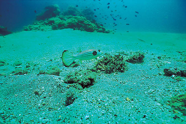 포토 JPG 주간 동물 바다 컬러 자연 어류 풍경 사람없음 야외 바닷속 해저 수중 바다동물 수중동물 복어 생태계 청록색 수중사진 국내포토 자연요소 파일형식