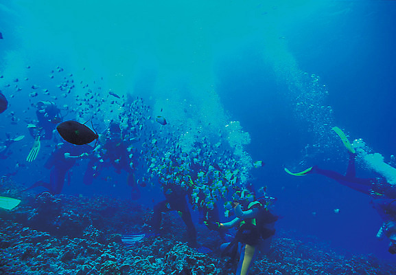 포토 JPG 주간 동물 바다 컬러 다수 여러마리 자연 어류 풍경 여러명 야외 파란색 바닷속 해저 수중 바다동물 수중동물 거품 잠수부 열대어 잠수 생태계 스쿠버다이빙 스쿠버다이버 나비고기 물기포 수중사진 국내포토 자연요소 사람 수상스포츠 전문직 파일형식