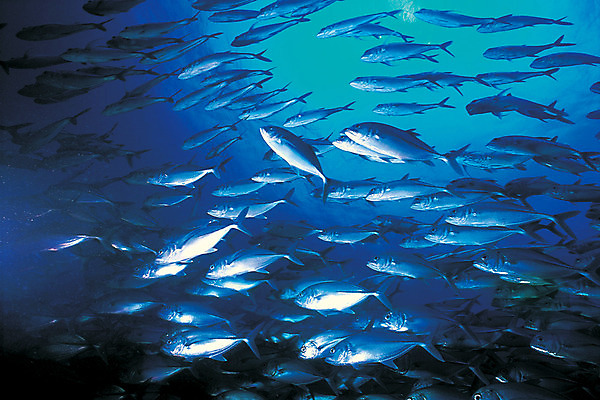 포토 JPG 주간 동물 바다 컬러 다수 여러마리 자연 어류 풍경 사람없음 야외 파란색 바닷속 해저 수중 바다동물 수중동물 생태계 수중사진 국내포토 자연요소 파일형식