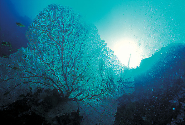 포토 JPG 주간 식물 동물 바다 컬러 다수 자연 어류 풍경 사람없음 야외 빛 바닷속 해저 수중 바다동물 수중동물 산호 산호초 생태계 청록색 수중사진 국내포토 자연요소 수중식물 자포동물 파일형식