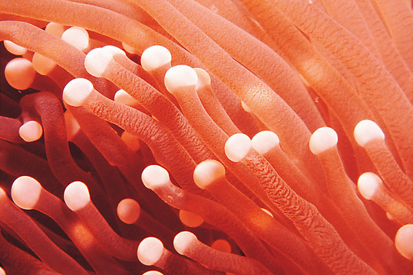 포토 JPG 동물 바다 컬러 백그라운드 자연 생물 근접촬영 사람없음 빨간색 바닷속 해저 수중 바다동물 수중동물 생태계 촉수 다홍색 해면류 수중사진 국내포토 뷰포인트 파일형식