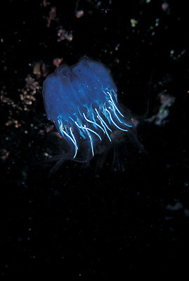 포토 JPG 주간 동물 한마리 바다 자연 풍경 사람없음 야외 바닷속 해저 수중 바다동물 수중동물 어둠 자포동물 생태계 해파리 야광 수중사진 국내포토 자연요소 1 빛 파일형식