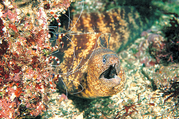 포토 JPG 주간 동물 한마리 바다 자연 어류 근접촬영 사람없음 야외 바닷속 해저 수중 바다동물 수중동물 돌_바위 바위 생태계 곰치 수중사진 국내포토 자연요소 1 뷰포인트 파일형식