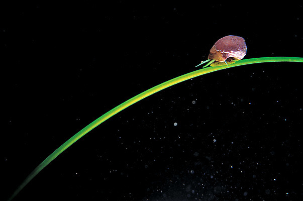 포토 JPG 주간 식물 동물 한마리 바다 백그라운드 자연 풍경 사람없음 야외 바닷속 해저 수중 바다동물 수중동물 어둠 풀 풀잎 해조류 골뱅이 생태계 수중사진 국내포토 자연요소 1 잎 어패류 풀_식물 해양식물 파일형식