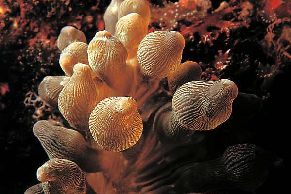 포토 JPG 동물 바다 백그라운드 자연 근접촬영 사람없음 바닷속 해저 수중 바다동물 수중동물 자포동물 생태계 촉수 말미잘 수중사진 국내포토 뷰포인트 파일형식