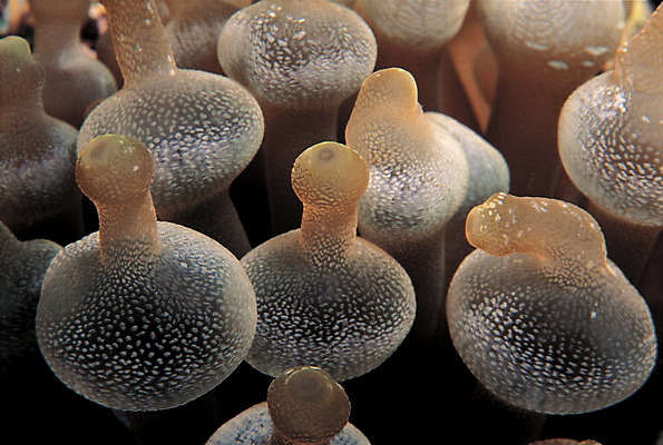 포토 JPG 동물 바다 백그라운드 자연 근접촬영 사람없음 바닷속 해저 수중 바다동물 수중동물 자포동물 생태계 촉수 말미잘 수중사진 국내포토 뷰포인트 파일형식