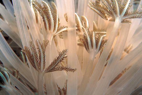 포토 JPG 주간 동물 바다 백그라운드 자연 근접촬영 사람없음 야외 바닷속 해저 수중 바다동물 수중동물 자포동물 생태계 촉수 말미잘 수중사진 국내포토 자연요소 뷰포인트 파일형식