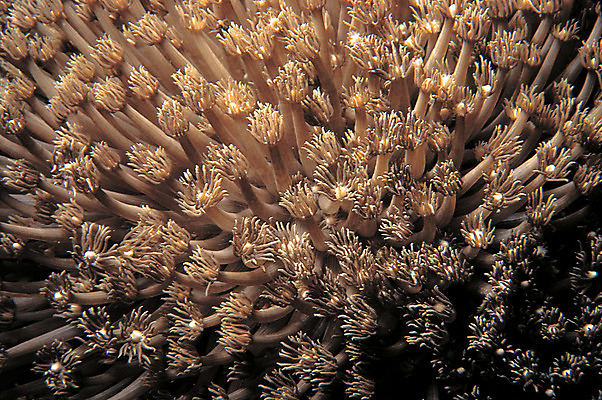 포토 JPG 주간 동물 바다 백그라운드 자연 풍경 근접촬영 사람없음 야외 바닷속 해저 수중 바다동물 수중동물 자포동물 생태계 촉수 말미잘 빨판 수중사진 국내포토 자연요소 뷰포인트 파일형식