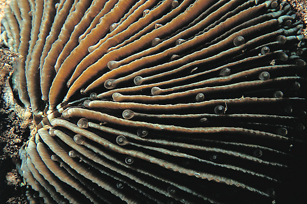 포토 JPG 주간 동물 바다 백그라운드 자연 풍경 근접촬영 사람없음 야외 바닷속 해저 수중 바다동물 수중동물 산호 자포동물 산호초 생태계 촉수 석산호 수중사진 국내포토 자연요소 뷰포인트 수중식물 파일형식