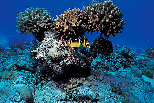 포토 JPG 주간 동물 바다 컬러 자연 어류 풍경 사람없음 야외 파란색 바닷속 해저 수중 바다동물 수중동물 돌_바위 바위 산호 자포동물 산호초 열대어 생태계 나비고기 수중사진 국내포토 자연요소 수중식물 파일형식