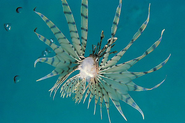 포토 JPG 주간 동물 한마리 바다 컬러 자연 어류 근접촬영 사람없음 야외 바닷속 해저 수중 바다동물 수중동물 생태계 청록색 지느러미 수중사진 국내포토 자연요소 1 뷰포인트 파일형식