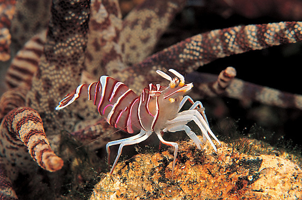 포토 JPG 주간 동물 한마리 바다 자연 새우 갑각류 근접촬영 사람없음 야외 아웃포커스 바닷속 해저 수중 바다동물 수중동물 자포동물 생태계 촉수 공생 공생관계 말미잘 수중사진 국내포토 자연요소 1 뷰포인트 관계 촬영기법 파일형식