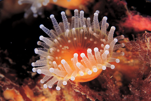 포토 JPG 동물 바다 자연 생물 근접촬영 사람없음 바닷속 해저 수중 바다동물 수중동물 생태계 촉수 해면류 수중사진 국내포토 뷰포인트 파일형식