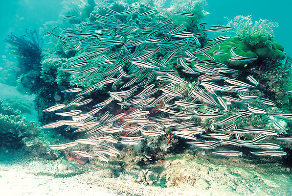 포토 JPG 주간 동물 바다 다수 여러마리 자연 어류 풍경 사람없음 야외 바닷속 해저 수중 바다동물 수중동물 생태계 솔종개 솔종개떼 수중사진 국내포토 자연요소 파일형식