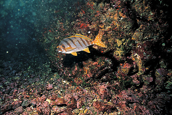 포토 JPG 주간 동물 한마리 바다 자연 어류 풍경 사람없음 야외 바닷속 해저 수중 바다동물 수중동물 돌_바위 바위 생태계 수중사진 국내포토 자연요소 1 파일형식