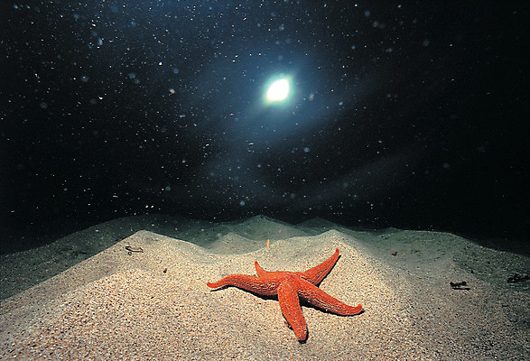 포토 JPG 주간 동물 한마리 모래 바다 자연 불가사리 극피동물 바닥 풍경 사람없음 야외 빛 바닷속 해저 수중 바다동물 수중동물 어둠 생태계 수중사진 국내포토 자연요소 1 파일형식