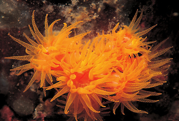 포토 JPG 동물 바다 컬러 백그라운드 자연 근접촬영 사람없음 주황색 바닷속 해저 수중 바다동물 수중동물 산호 자포동물 산호초 생태계 촉수 빨판 수중사진 국내포토 뷰포인트 수중식물 파일형식