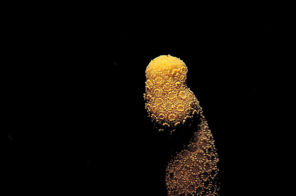 포토 JPG 동물 바다 백그라운드 자연 근접촬영 사람없음 바닷속 해저 수중 바다동물 수중동물 어둠 산호 자포동물 산호초 생태계 석산호 수중사진 국내포토 뷰포인트 수중식물 파일형식