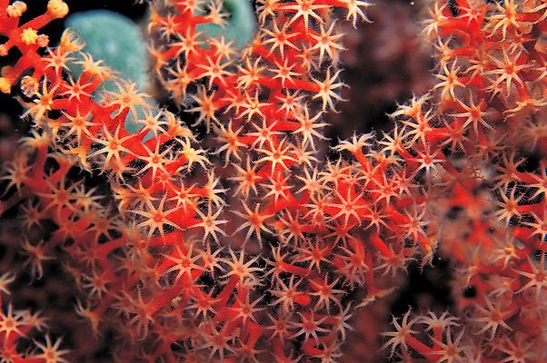 포토 JPG 동물 바다 컬러 백그라운드 자연 근접촬영 사람없음 빨간색 바닷속 해저 수중 바다동물 수중동물 산호 자포동물 산호초 생태계 촉수 빨판 수중사진 국내포토 뷰포인트 수중식물 파일형식