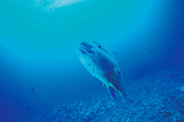 포토 JPG 주간 동물 한마리 바다 컬러 자연 어류 풍경 사람없음 야외 파란색 바닷속 해저 수중 바다동물 수중동물 생태계 나폴레옹피쉬 수중사진 국내포토 자연요소 1 파일형식