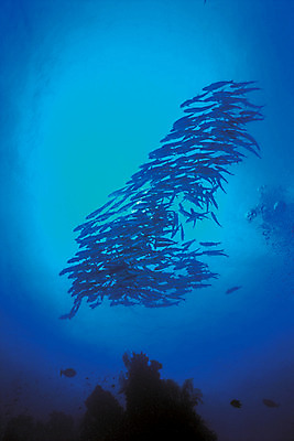 포토 JPG 주간 동물 바다 다수 여러마리 자연 어류 풍경 사람없음 야외 파란색 바닷속 해저 수중 바다동물 수중동물 생태계 수중사진 클래식블루 트렌드컬러 국내포토 자연요소 컬러 파일형식 트랜드컬러