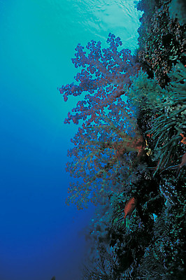 포토 JPG 주간 동물 바다 컬러 자연 어류 풍경 사람없음 야외 파란색 바닷속 해저 수중 바다동물 수중동물 산호 산호초 생태계 연산호 수중사진 국내포토 자연요소 수중식물 자포동물 파일형식