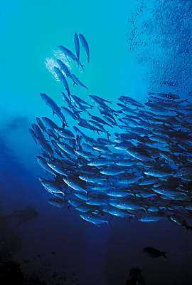 포토 JPG 주간 동물 바다 컬러 다수 여러마리 자연 어류 풍경 사람없음 야외 파란색 바닷속 해저 수중 바다동물 수중동물 거품 물방울 생태계 물기포 수중사진 국내포토 자연요소 파일형식