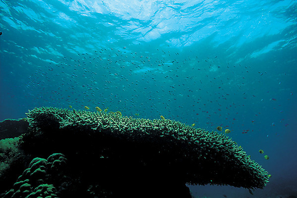 포토 JPG 주간 바다 컬러 다수 여러마리 자연 어류 풍경 사람없음 야외 파란색 바닷속 해저 수중 바다동물 수중동물 산호 자포동물 산호초 생태계 청록색 테이블산호 수중사진 국내포토 자연요소 동물 수중식물 파일형식
